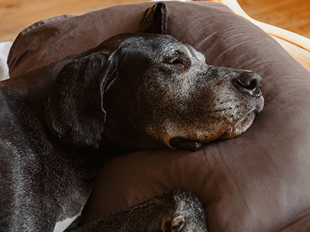 Great Dane asleep on pillow