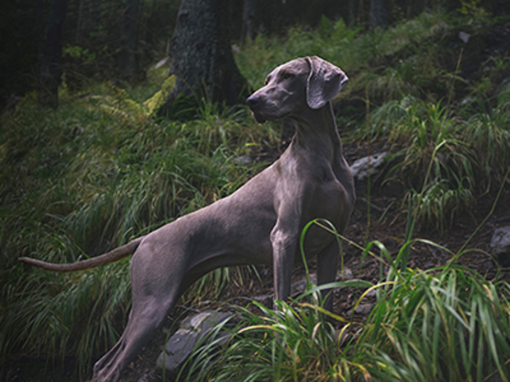 Dog looking at something in the distance in a field