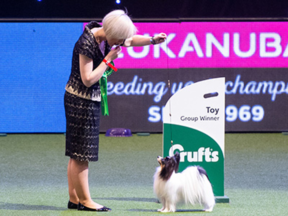 A lady showing her Papillon