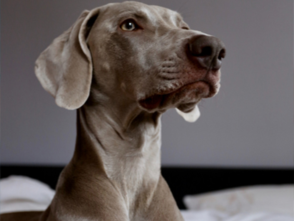 Weimaraner