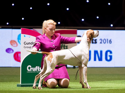 Dog being judged at Crufts
