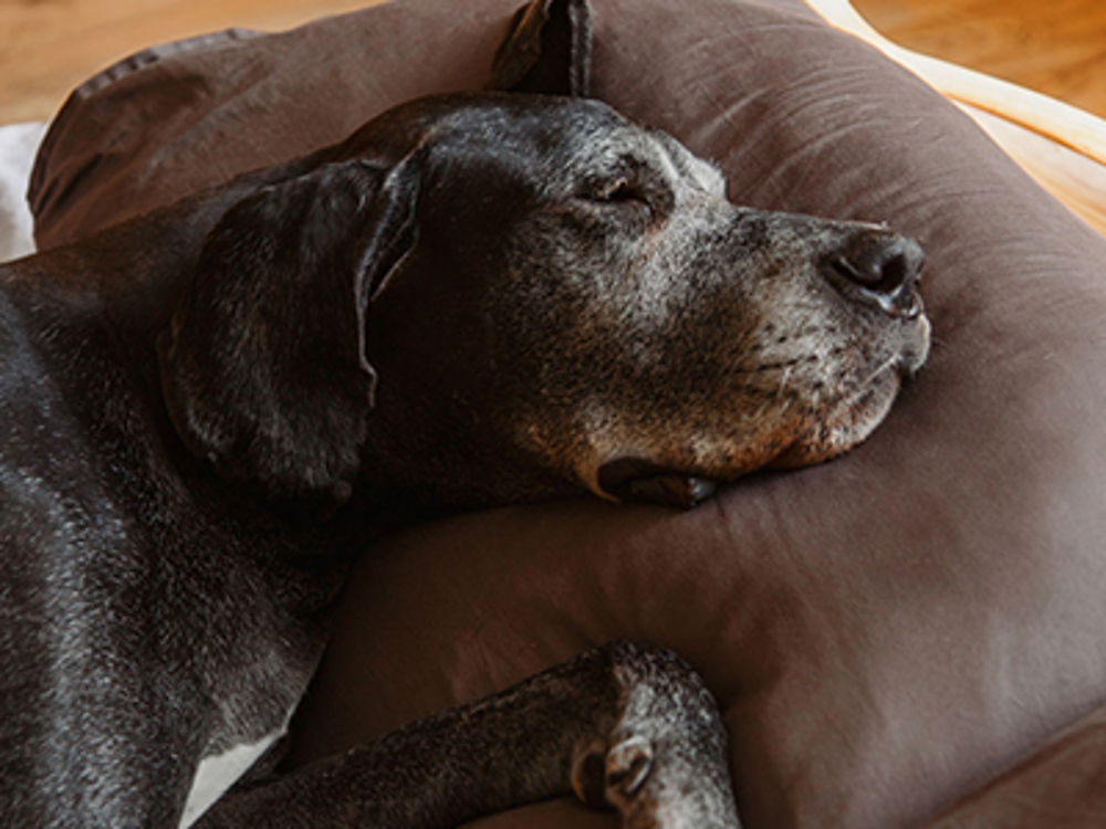 Dog laying on sofa