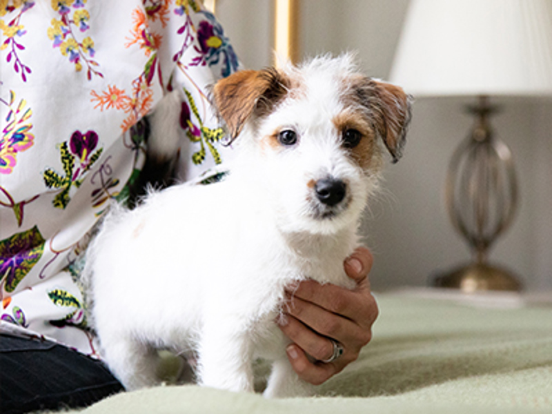 Puppy stood up on bed
