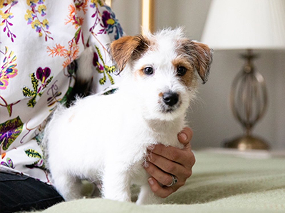 Puppy stood up on bed
