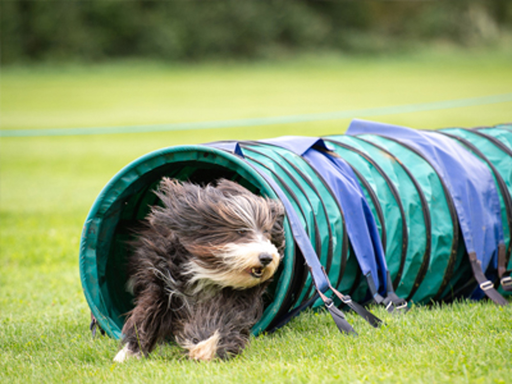 Dog running through tunnel