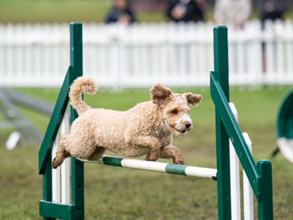 Dog jumping over jump