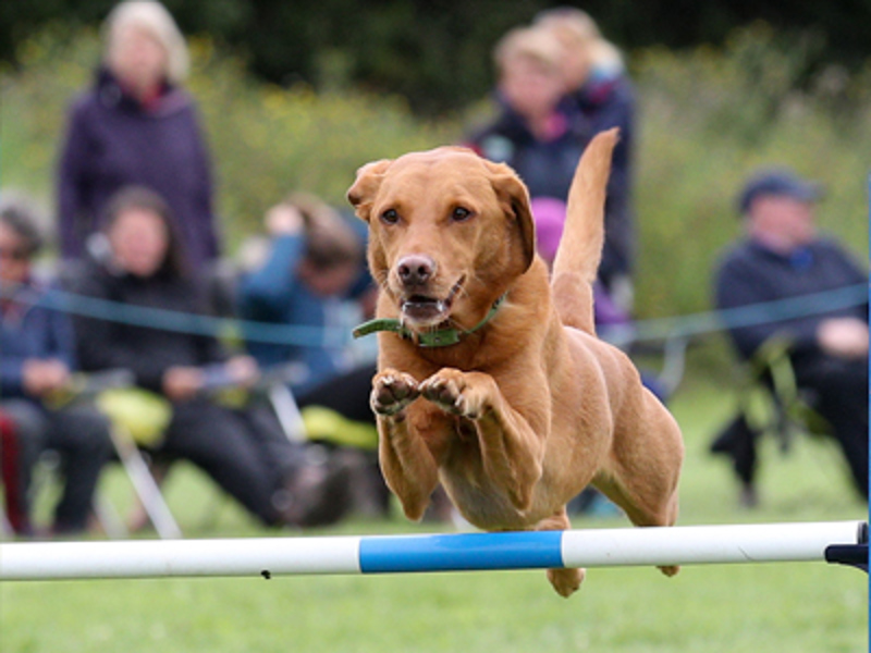 Dog jumping over jump