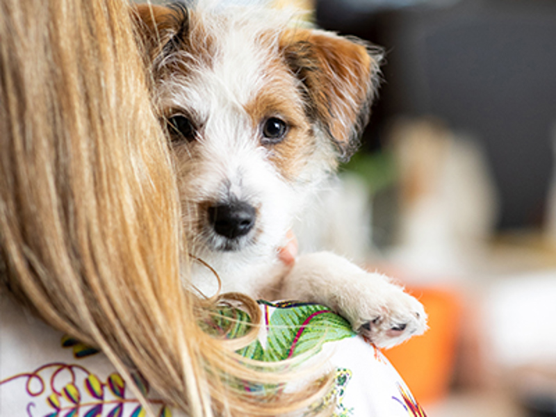 Dog sat over owner shoulder