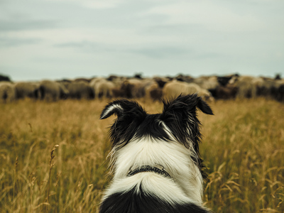 Border Collie looking at sheep