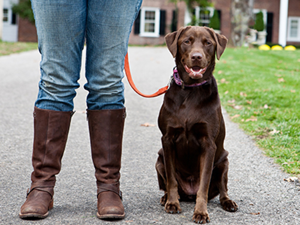 Labrador beside owners legs
