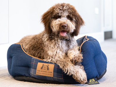 Dog in Kennel Club bed
