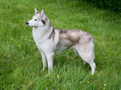 Siberian Husky standing