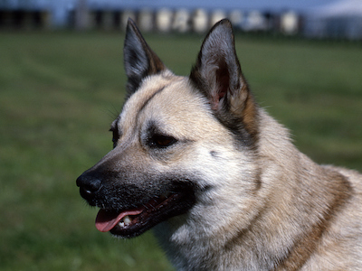 Norwegian Buhund headshot