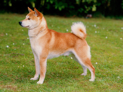 Japanese Shiba Inu standing