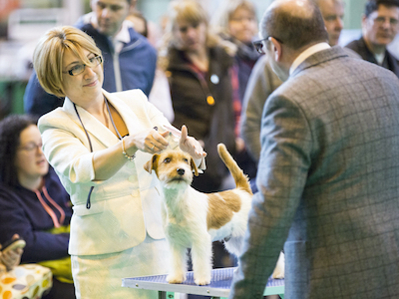 Dog on a table being judged