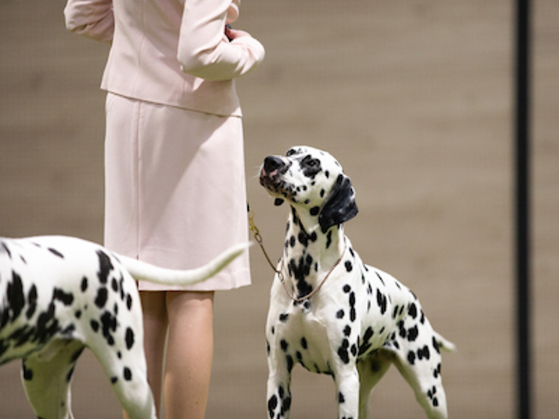 Dalmatian looking at owner