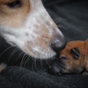 Puppy and dog kissing