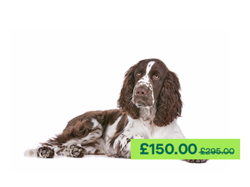 English Springer Spaniel dog laying down