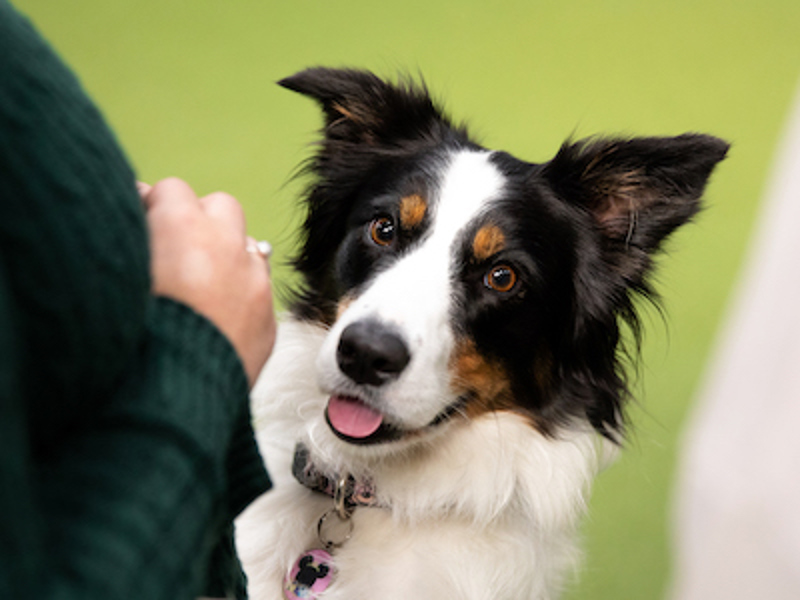 Dog looking up at the camera