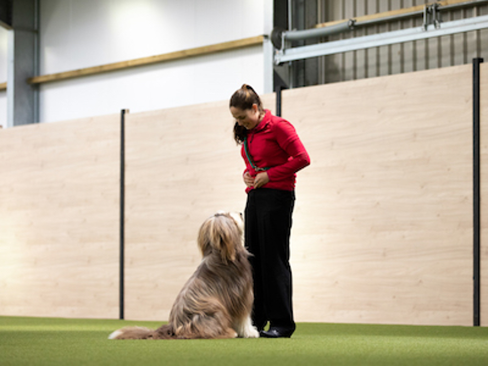 Dog at Crufts obediently looking up at handler