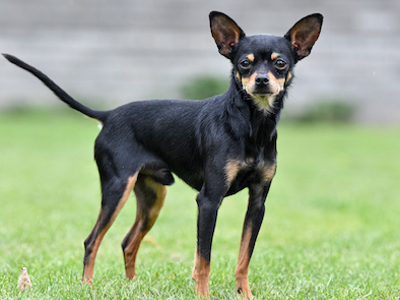 Russian Toy standing