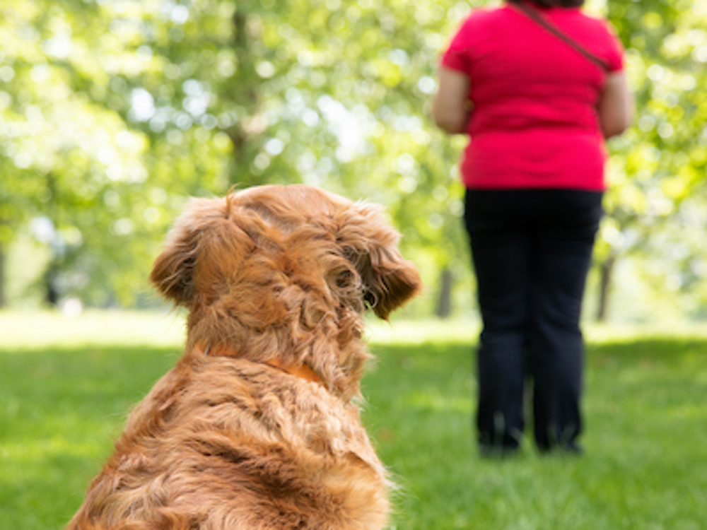Dog outdoors looking towards owner/trainer