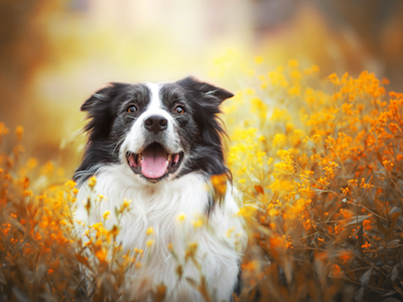 Happy dog in a field of flowers