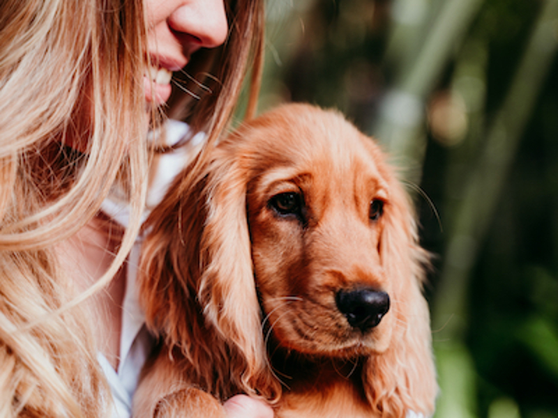Cocker Spaniel sitting on woman's lap