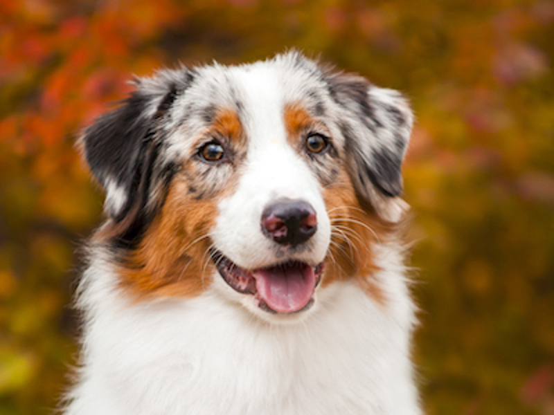 Dog looking at camera