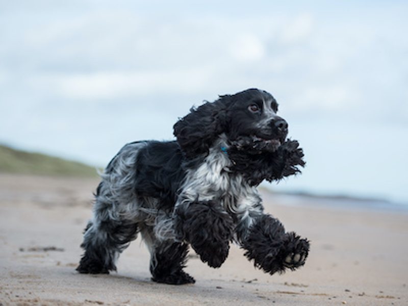 Cocker Spaniel running on the beach