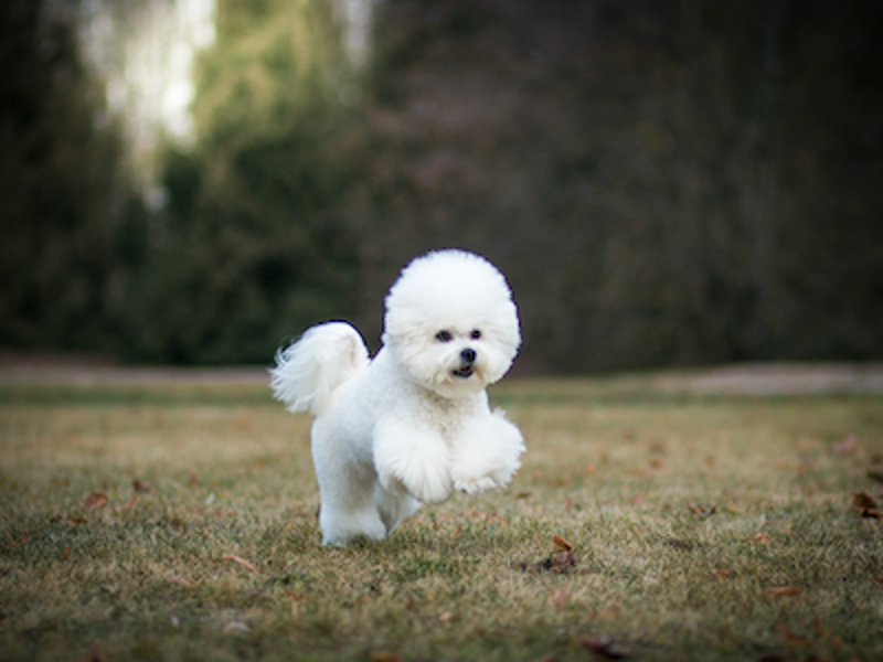 Bichon Frise running outdoors