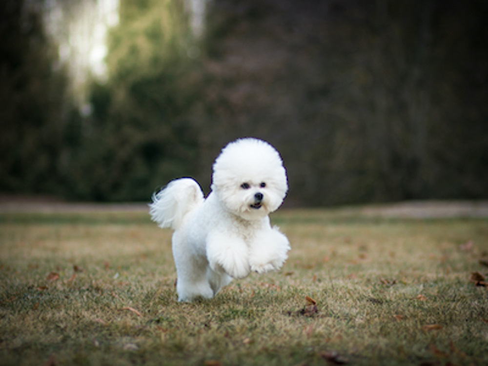 Bichon Frise running outdoors