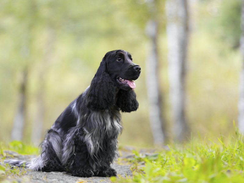 Cocker Spaniel sitting outside