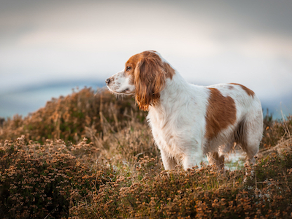 Dog standing on rocks