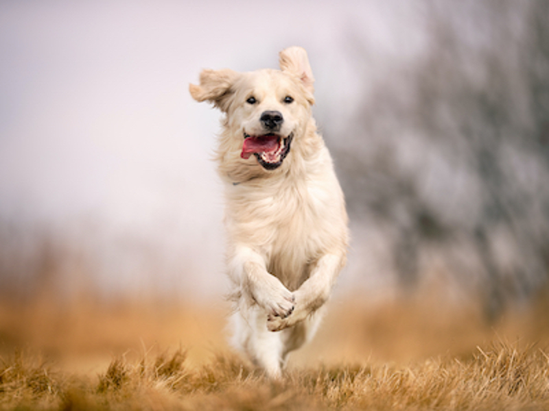 Golden Retriever running in a field