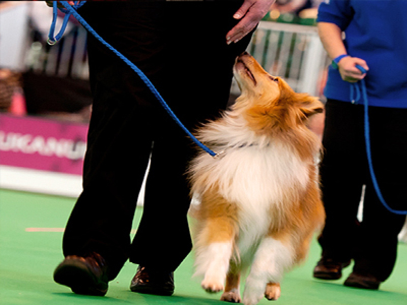 Dog with blue lead walking close to legs