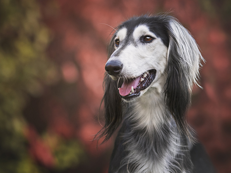 Saluki