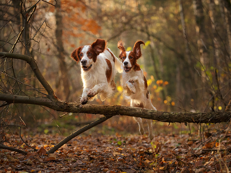 Two dogs jumping over a tree