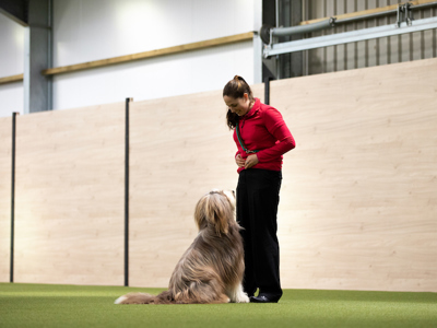 Dog looking up at handler at a dog show