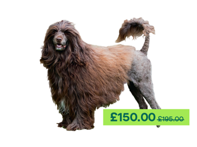 Portuguese Water Dog looking at the camera