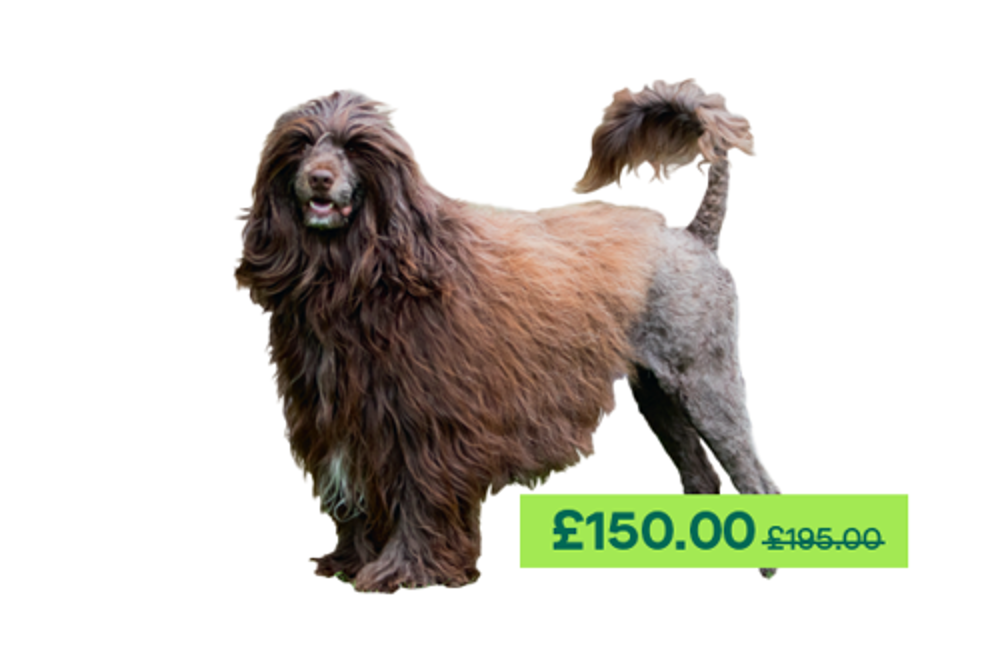 Umbraco.Cms.Infrastructure.PublishedCache.Property