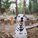 Dalmatian sitting and looking at the camera, with woods in background.