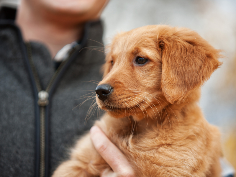 Dog care basis & dog care tips | The Kennel Club