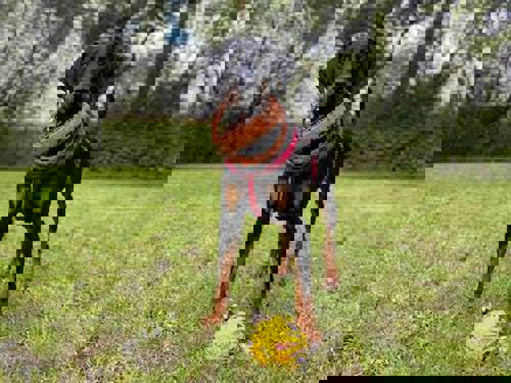 Arlo the dog standing on grass with his ball