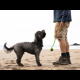 Dog on beaching waiting to play with ball