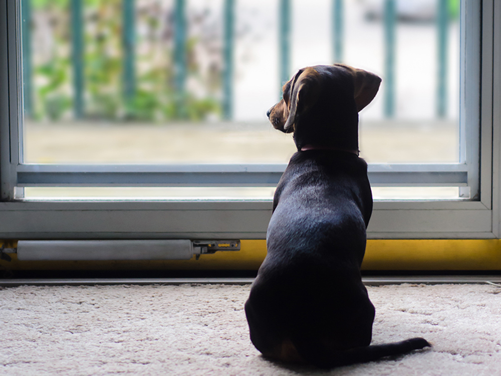 Dog looking through glass door