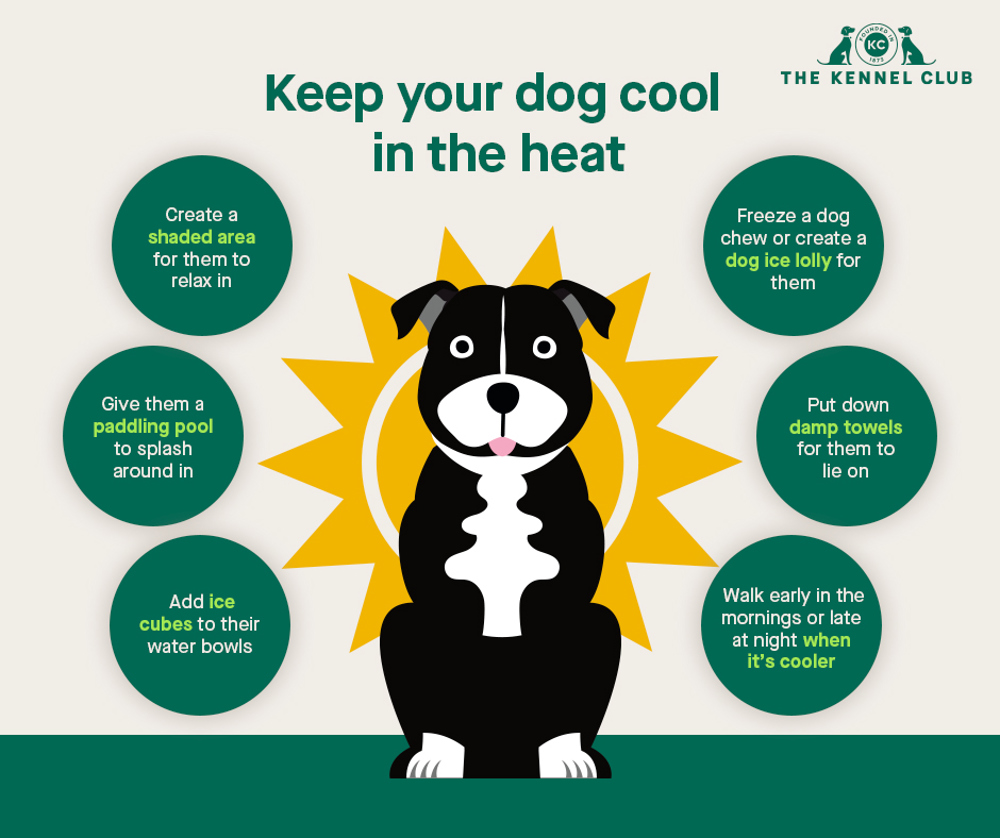Infographic about keeping your dog cool in the heat
