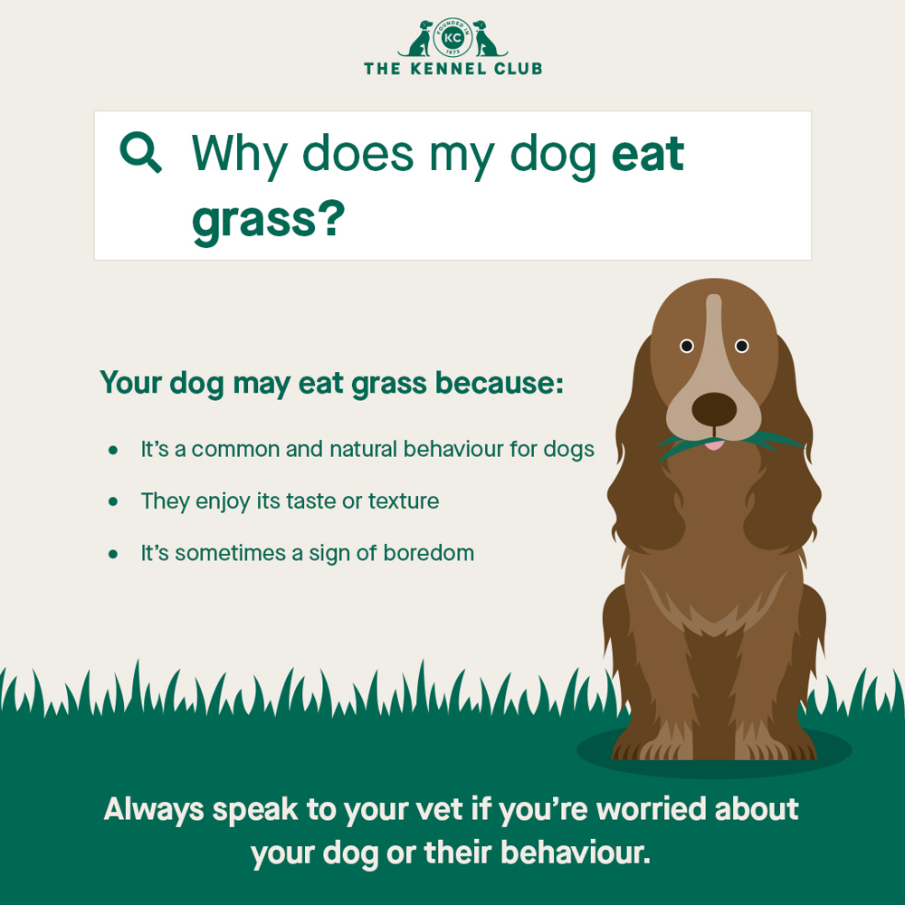 Why does my dog eat grass | The Kennel Club