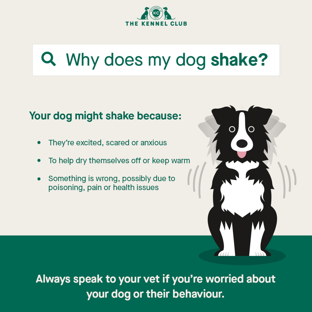 Why does my dog shake | The Kennel Club Why does my dog shake | The Kennel Club