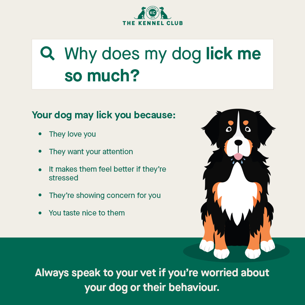 Why Does My Dog Lick Me: Surprising Reasons You Must Know